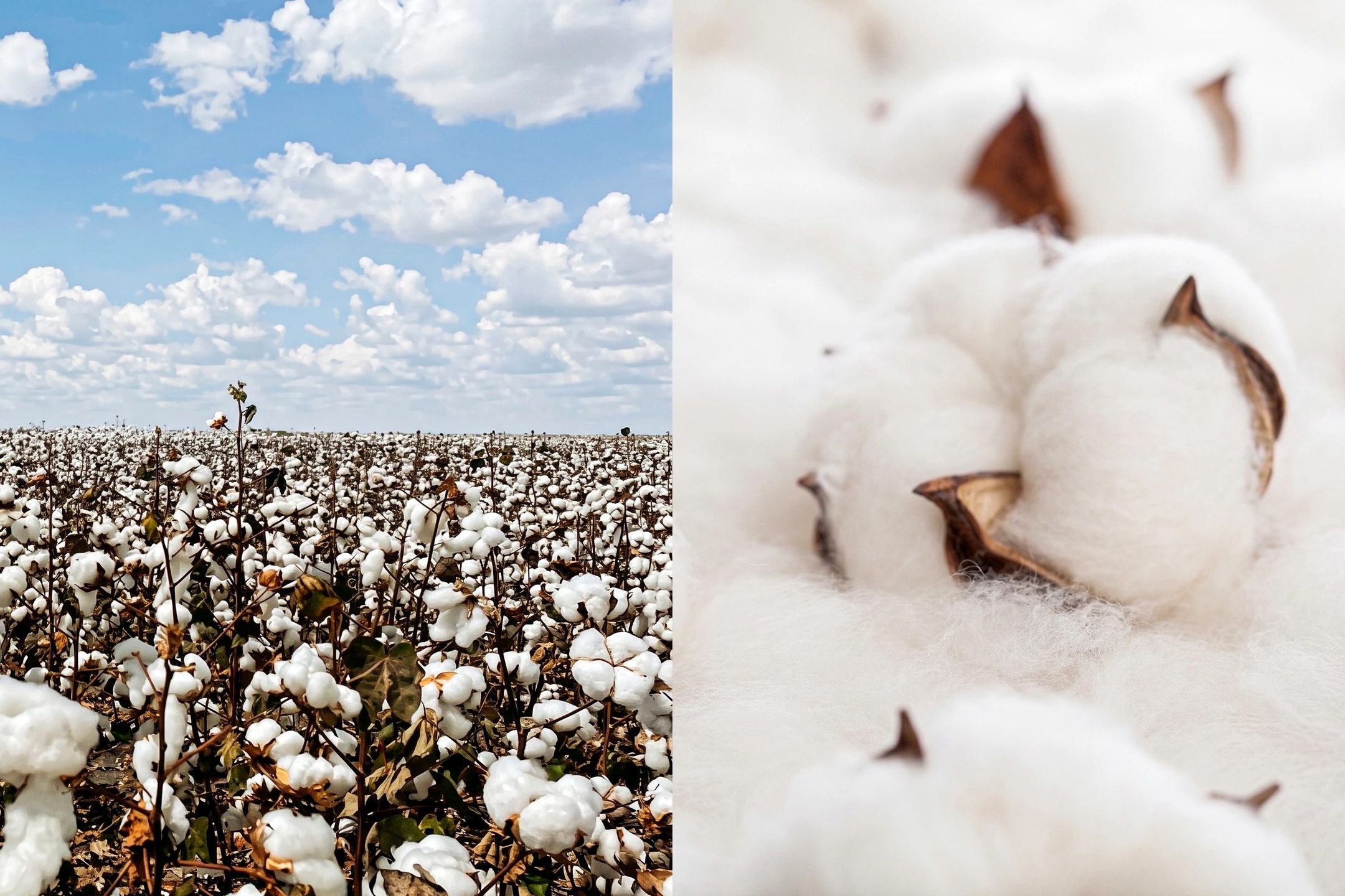 Cotton comes from the soft fibers surrounding cotton seeds