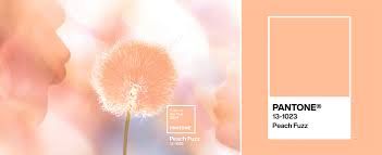 Pantone's 2024 Color: Peach Fuzz