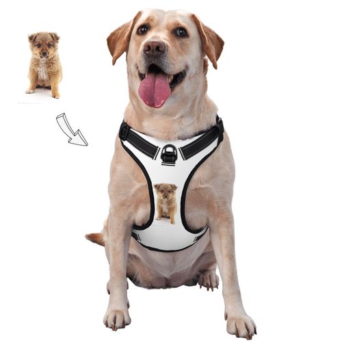 Secure and Comfortable Custom Pet Harness with Chest and Back Straps