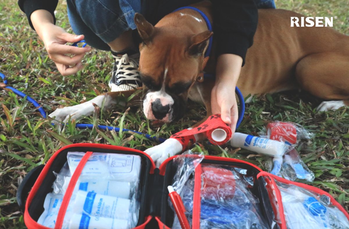 Premiers secours pour animaux de compagnie