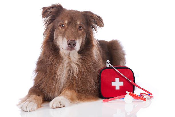 Dog First Aid Kits