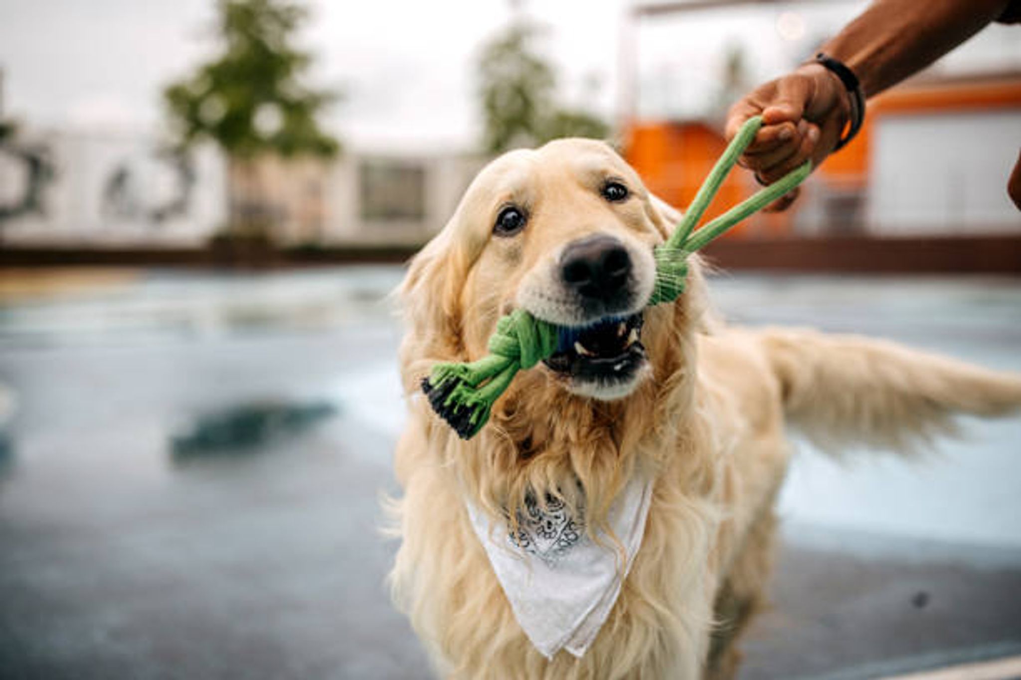 Dog  Rope Toys