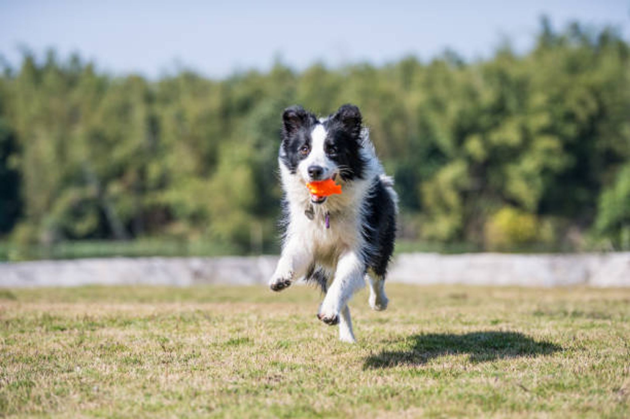 Dog Plastic Toys