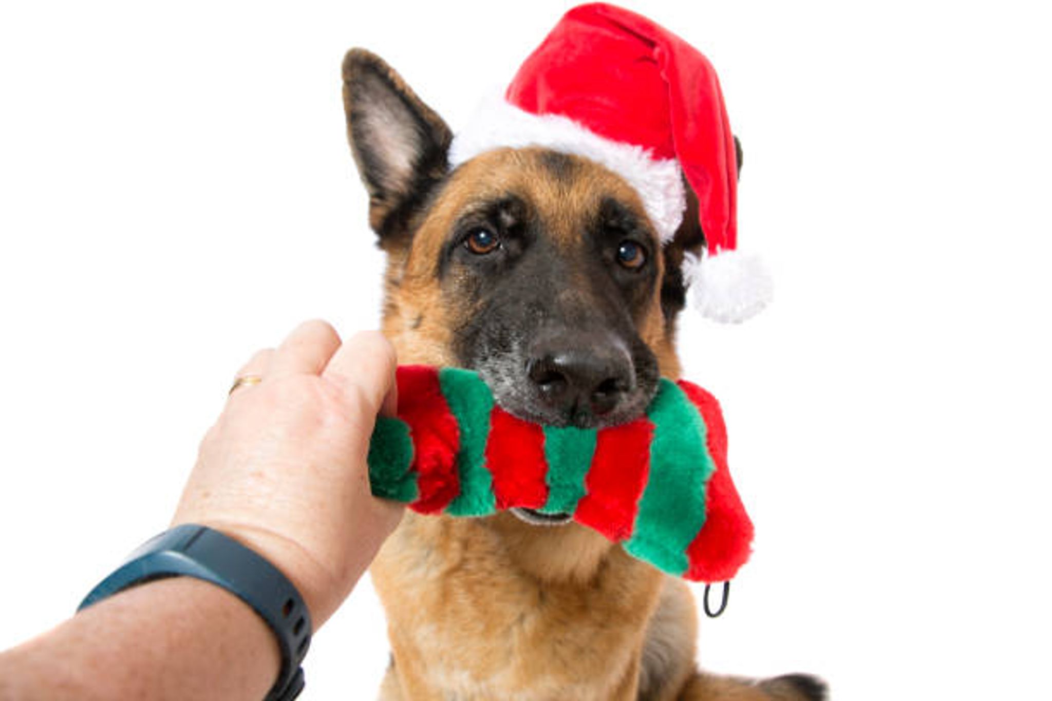 Holiday Pet Toys