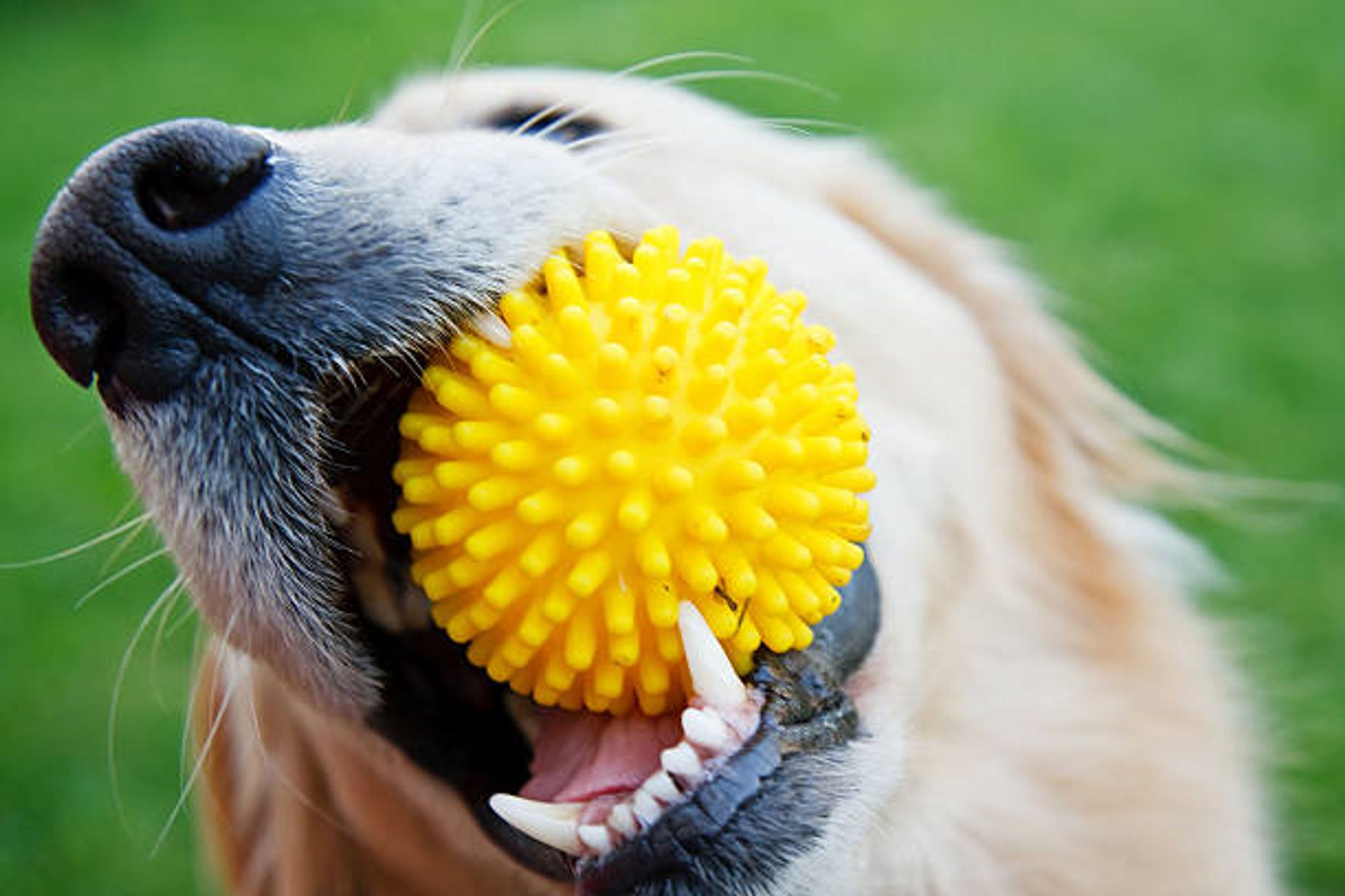 Dog Rubber Toys