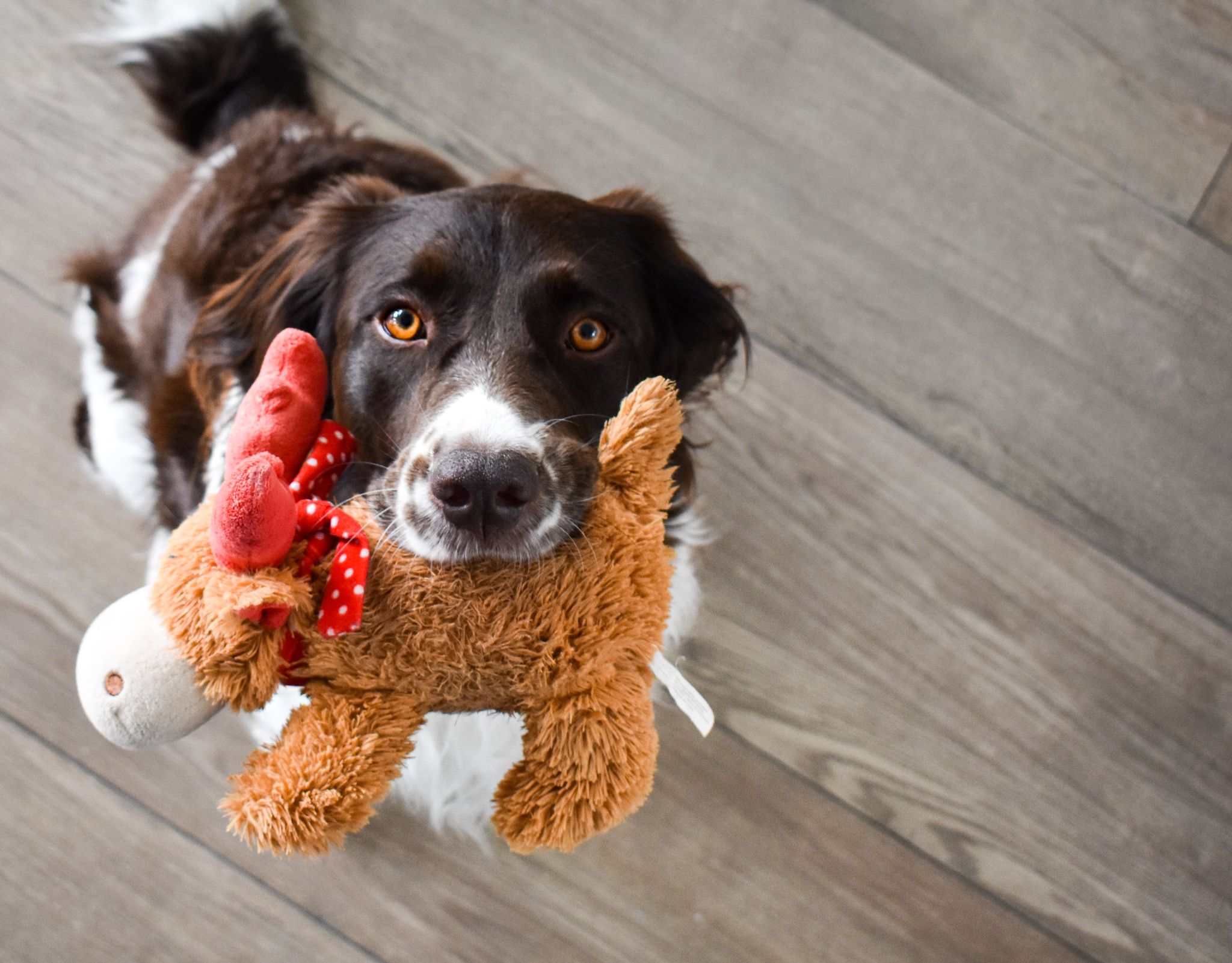 Puppy plush