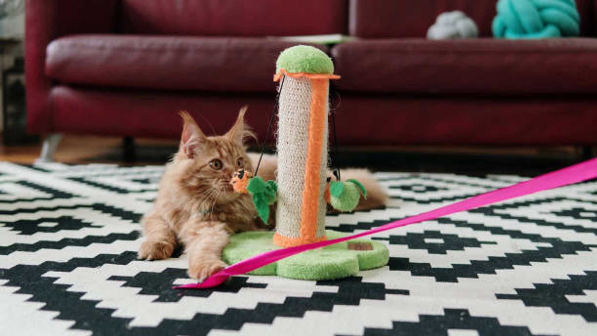 Cat Interactive Toys