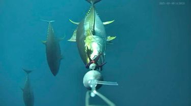 CanFish Underwater Camera for Go Live, Catch More