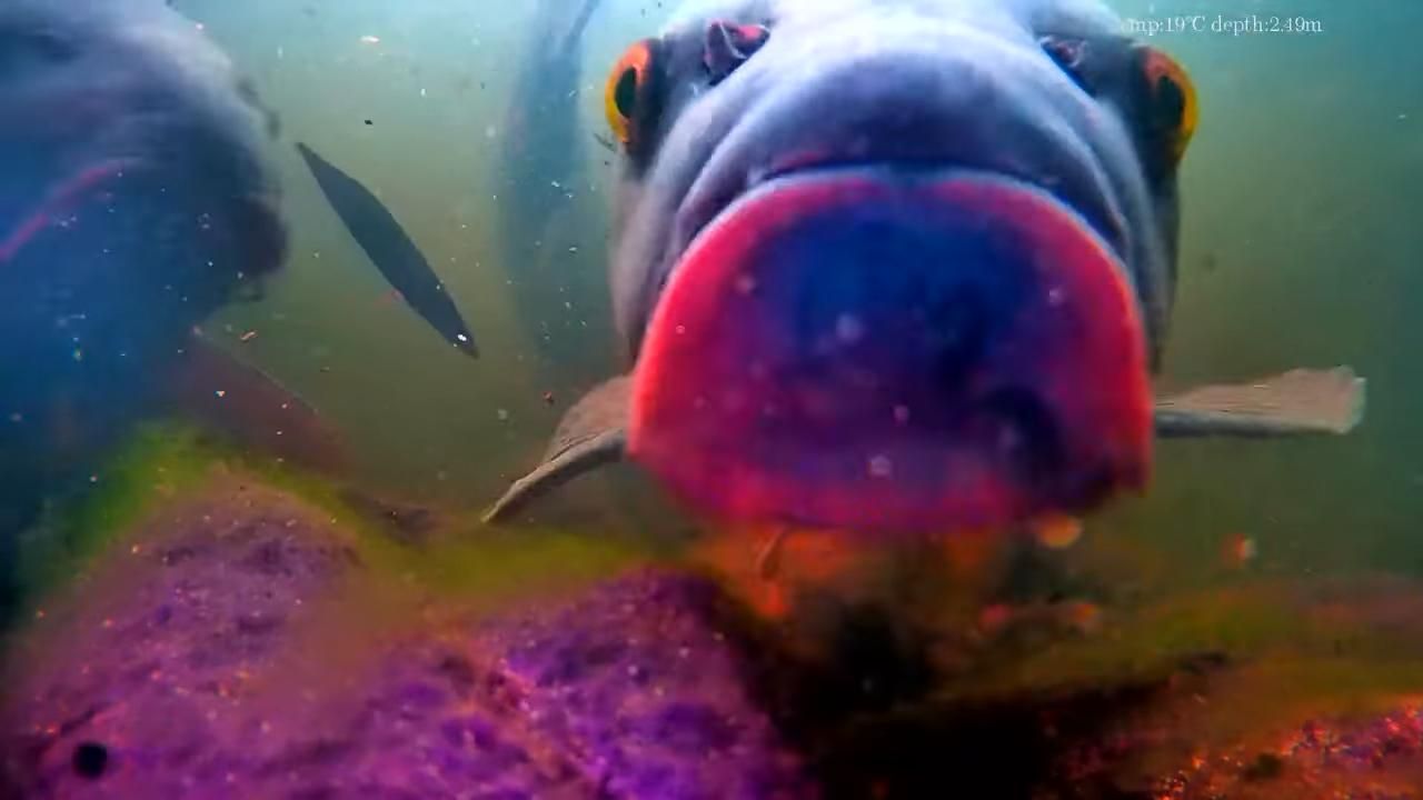 images captured by CanFish CF1 underwater fishing camera