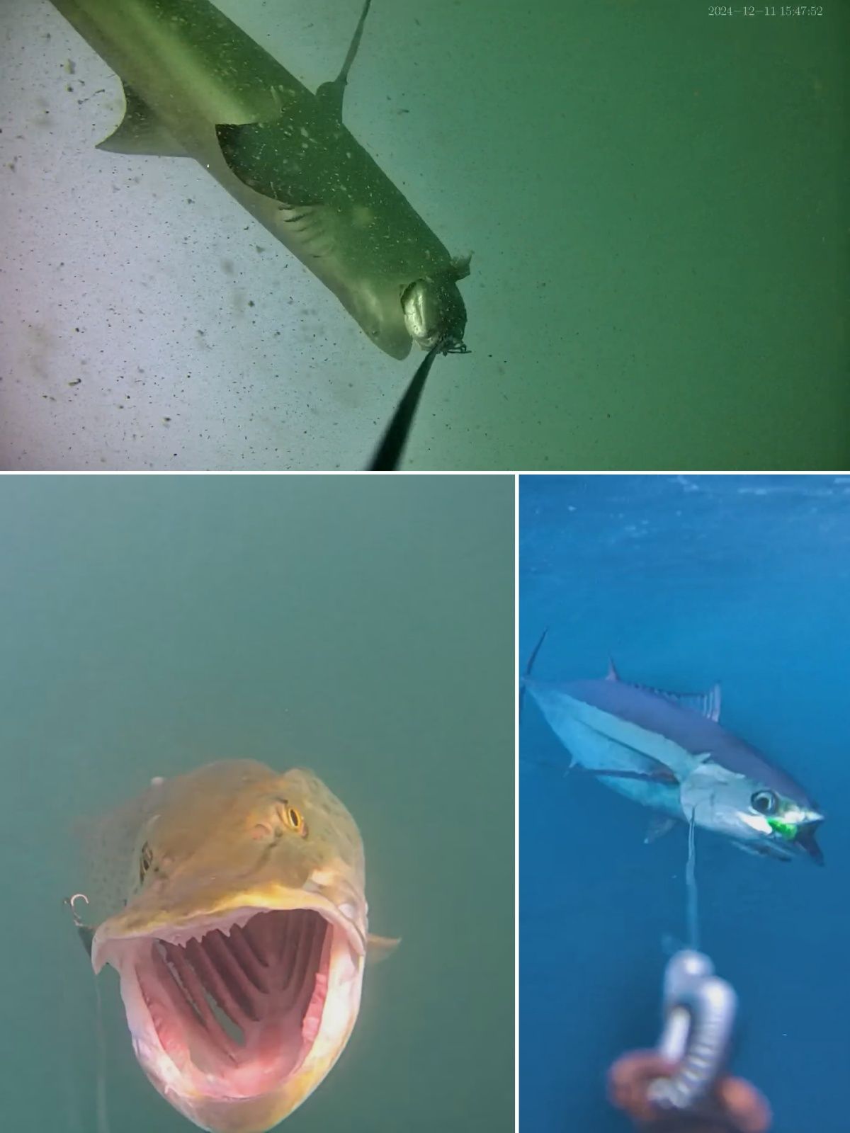 images captured by CanFish underwater fishing camera
