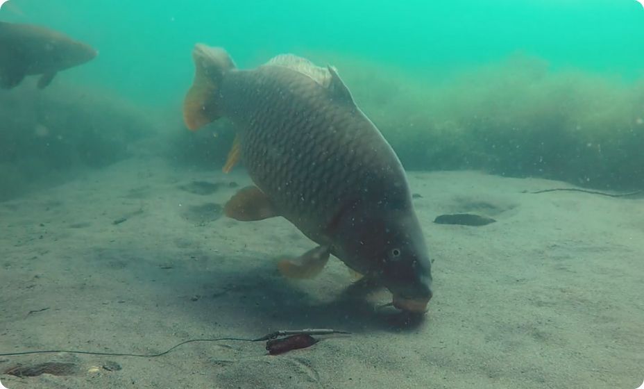 find fish with CanFish underwater fishing camera while night fishing