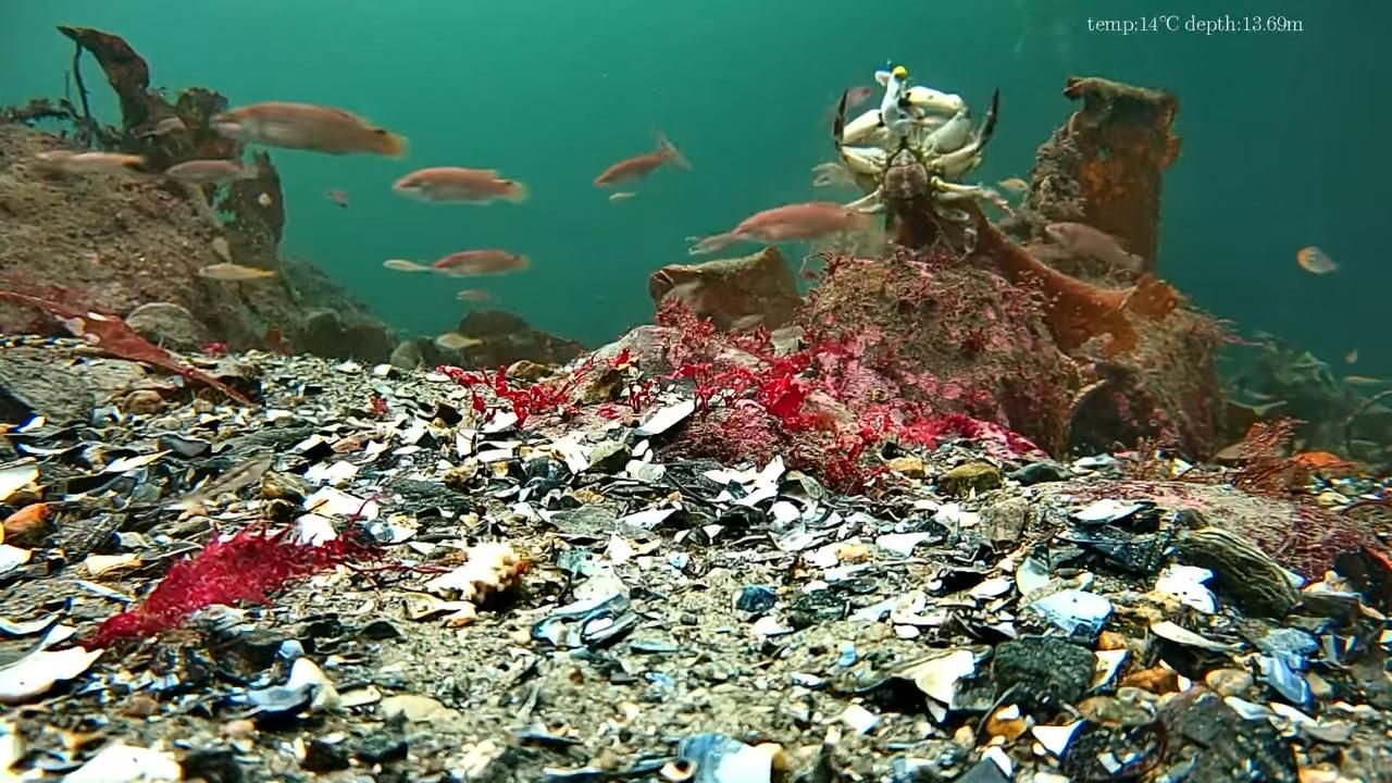 underwater view by CanFish CF1 underwater fishing camera